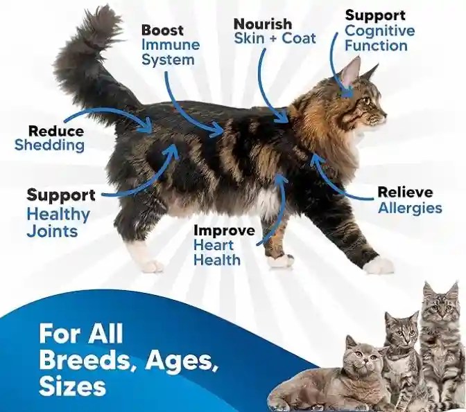 Cat Dandruff Everything You Need to Know
