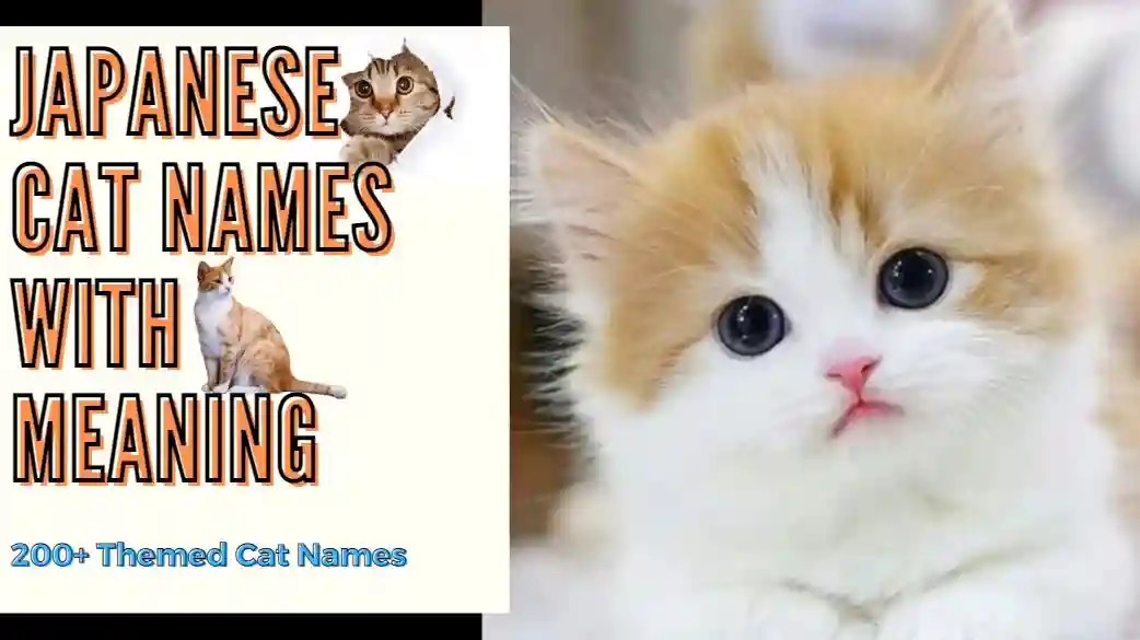 200+ Japanese Cat Names A World of Elegance