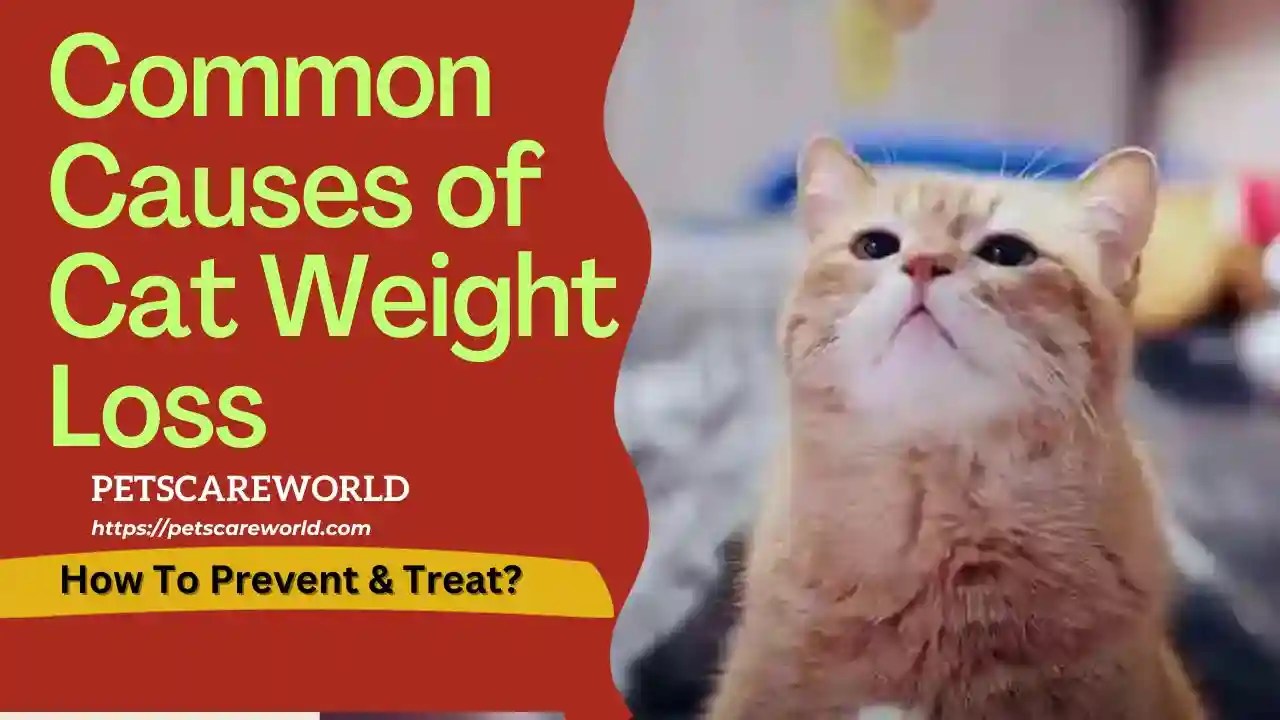 Common Causes of Cat Weight Loss How To Prevent & Treat