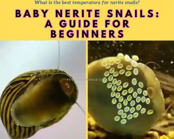 Baby Nerite Snails A Guide for Beginners Pets Care World