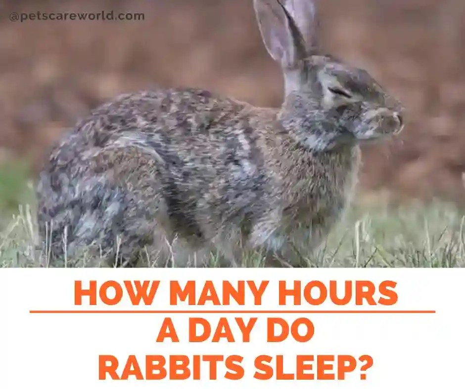 How Many Hours a Day Do Rabbits Sleep? Find Out Pets Care World