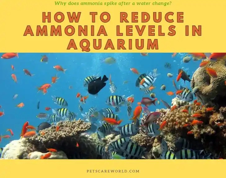 How to Reduce Ammonia Levels in Aquarium Ultimate Guide