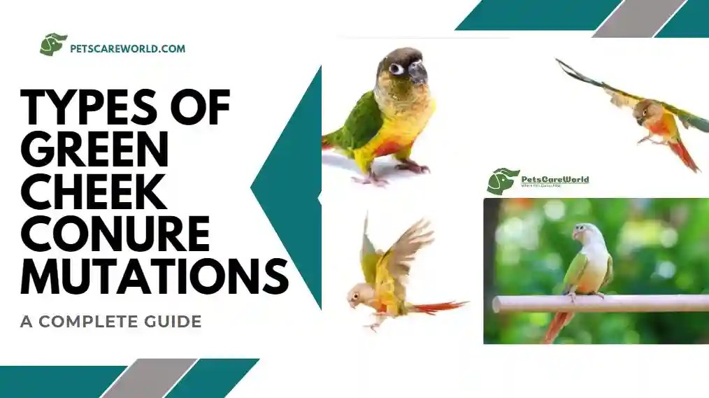 Types of Green Cheek Conure Mutations A Complete Guide