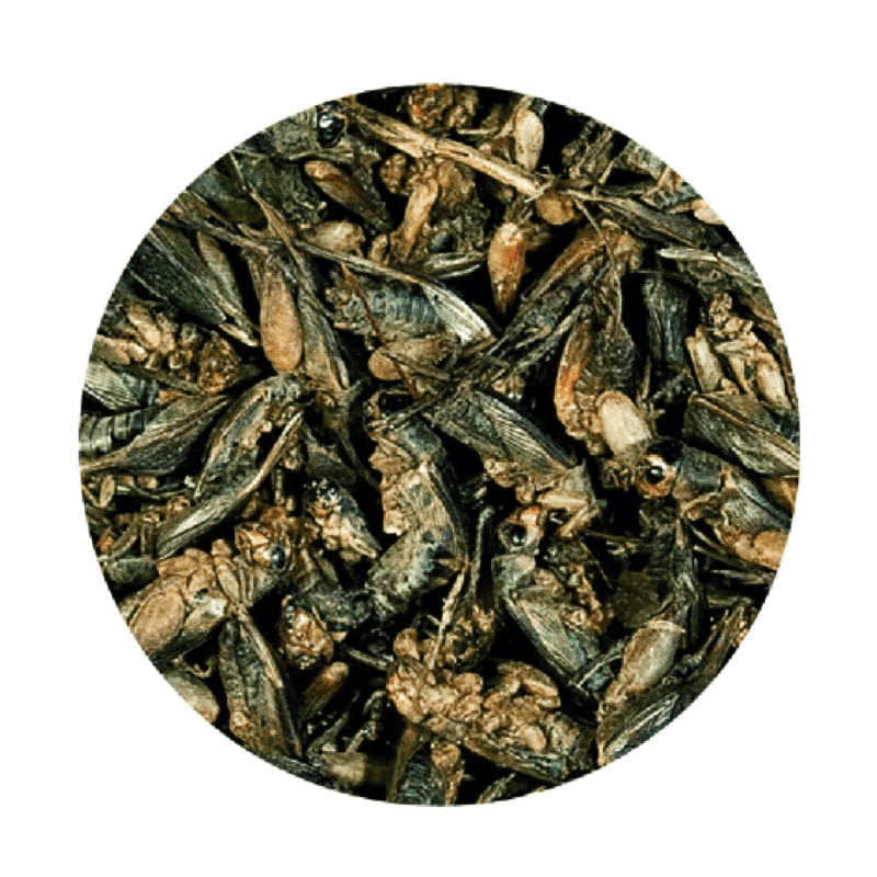 tropical dried crickets for reptiles pets cart