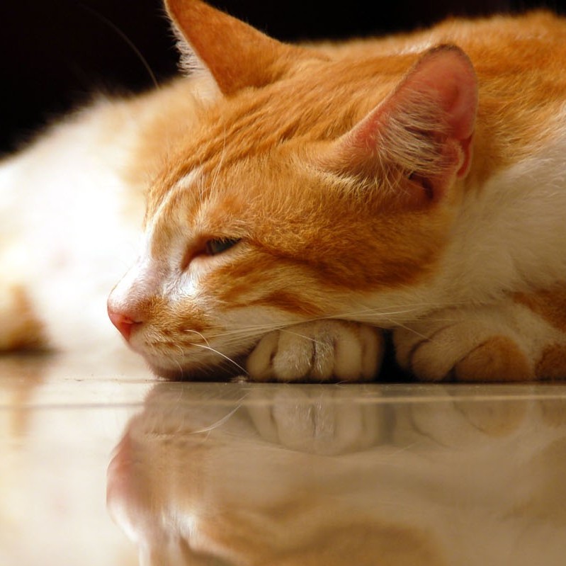 Spotting the Subtle Signs of Chronic Pain in Cats PetSci