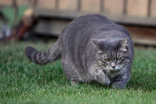 The Overweight Cat Are we Feeding Cats Too Many Treats?