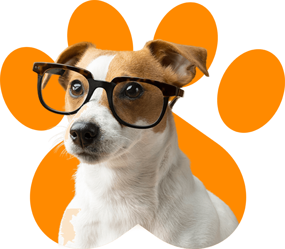 Pet Day Care And Grooming Abu Dhabi Dog And Cat Grooming Abu Dhabi