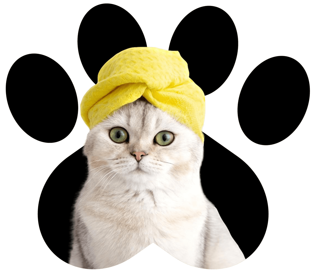 Pet Day Care And Grooming Abu Dhabi Dog And Cat Grooming Abu Dhabi