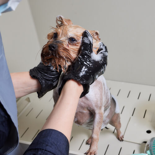 Professional Pet Spa Services Cat and Dog Spa Abu Dhabi