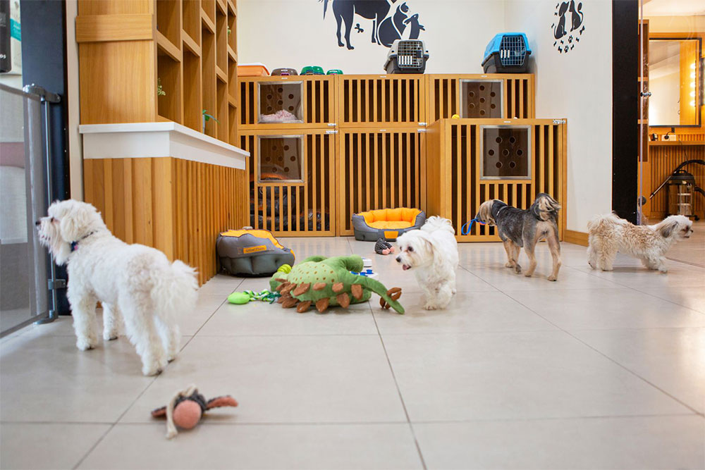 Pet Day Care And Grooming Abu Dhabi Dog And Cat Grooming Abu Dhabi