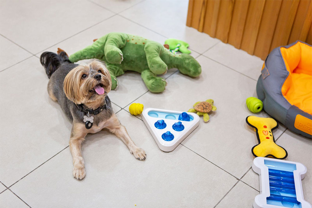 Pet Day Care And Grooming Abu Dhabi Dog And Cat Grooming Abu Dhabi