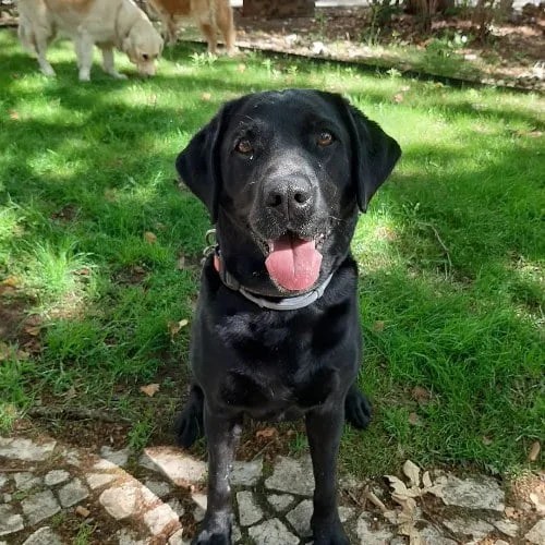 Best Guard Dogs For FirstTime Owners (Find Your Furry Protector)