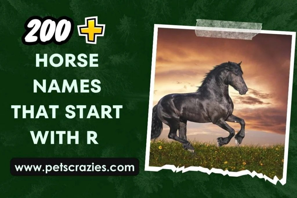 200+ Horse Names That Start With R (Stand Out in the Stable)