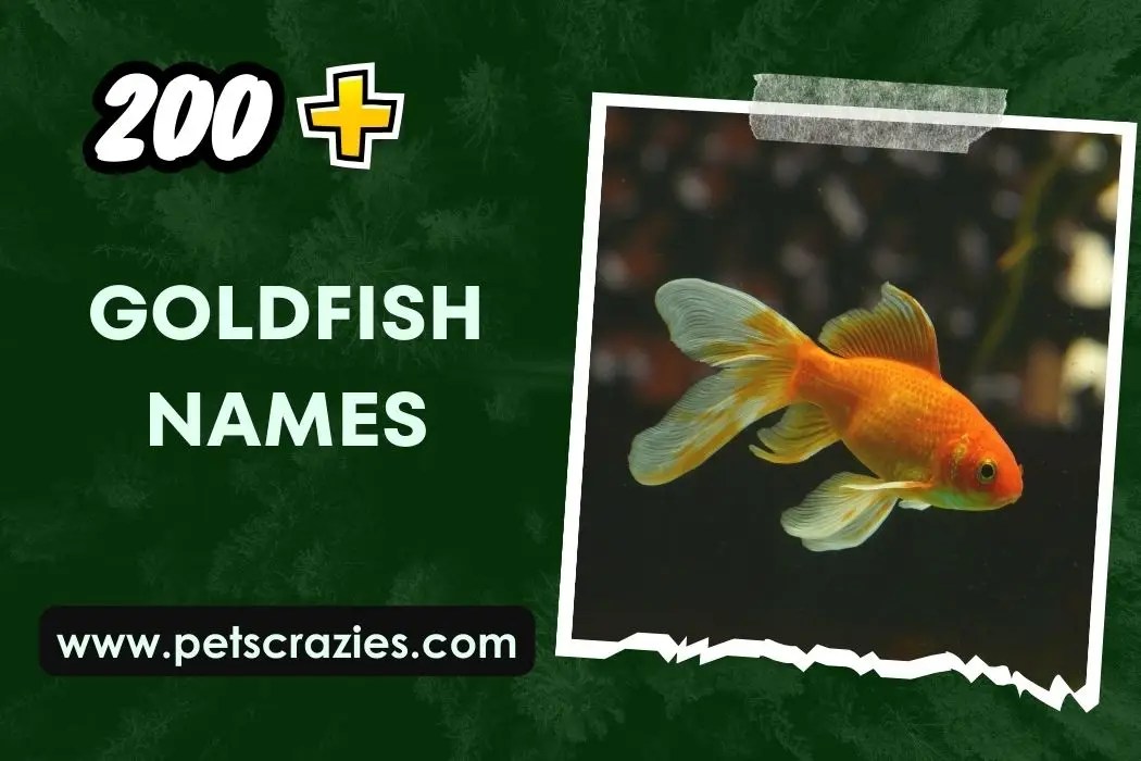 200+ Goldfish Names From Cute to Quirky Choices