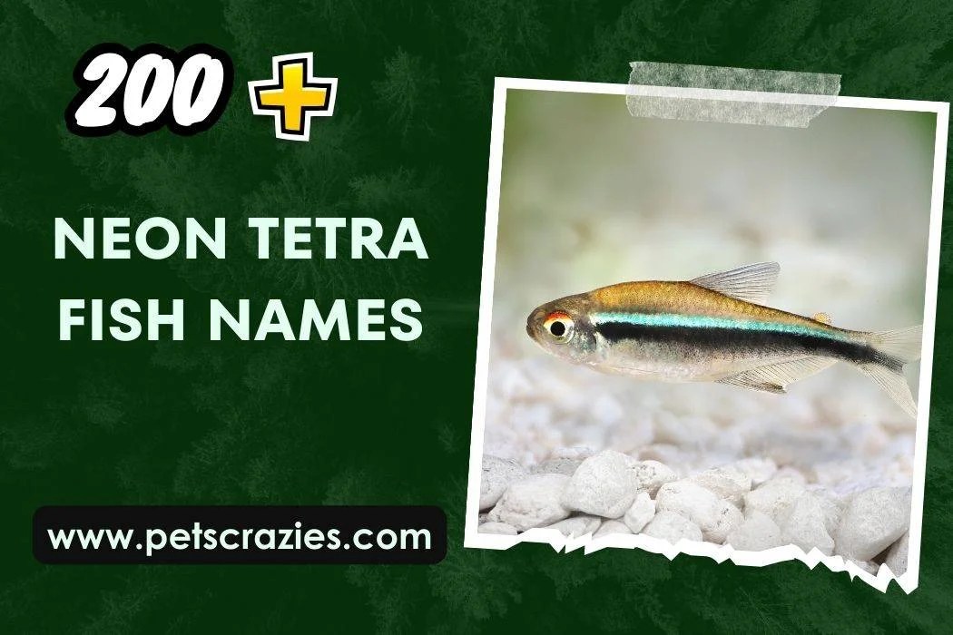 200+ Neon Tetra Fish Names (Unveil Your Fish's Personality)