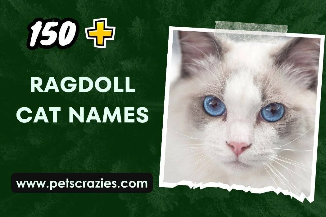 150+ Ragdoll Cat Names (Stand Out Choices)