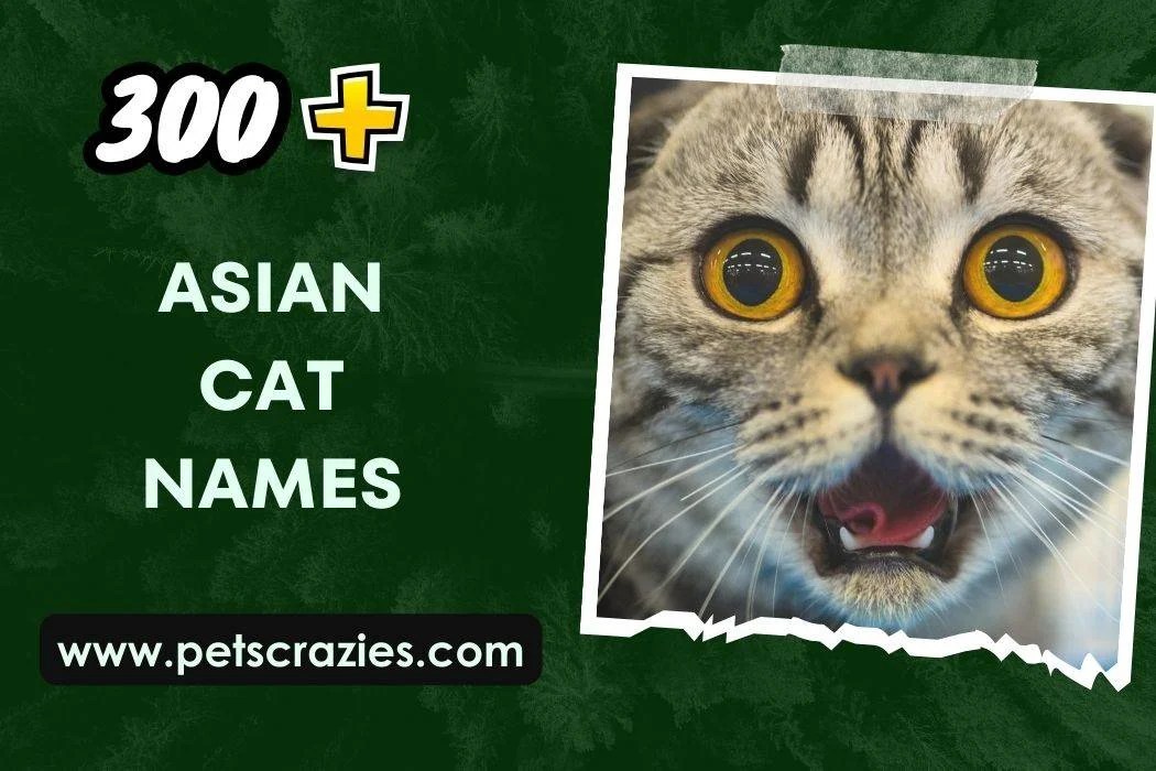 300+ Asian Cat Names (Unique Choices)