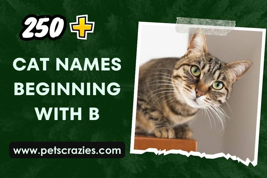 250+ Cat Names Beginning With B (Memorable Picks)