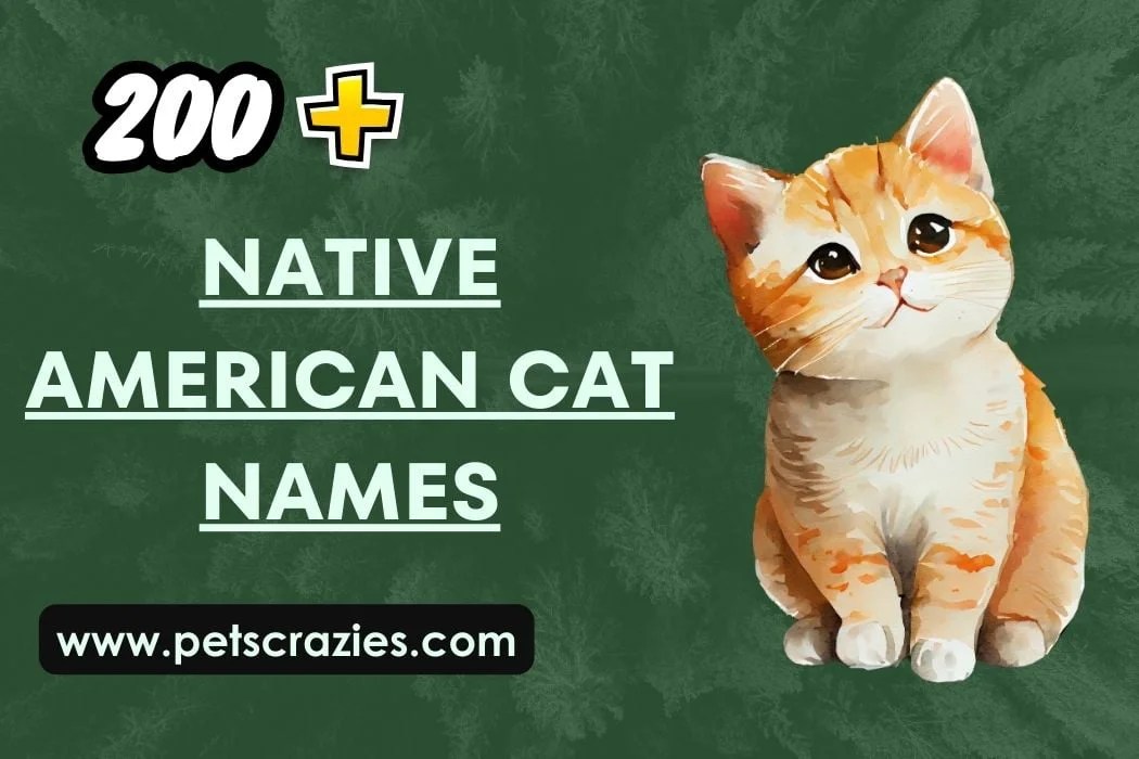 Native American Cat Names A Connection to Ancestry!
