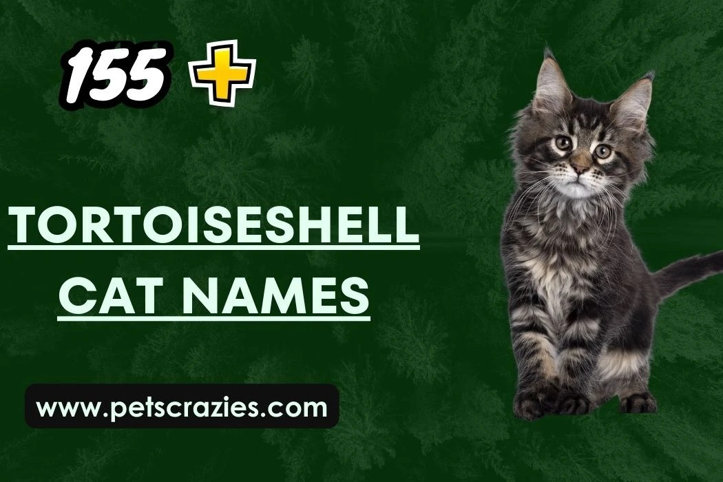 150+ Tortoiseshell Cat Names Funny and Creative Ideas