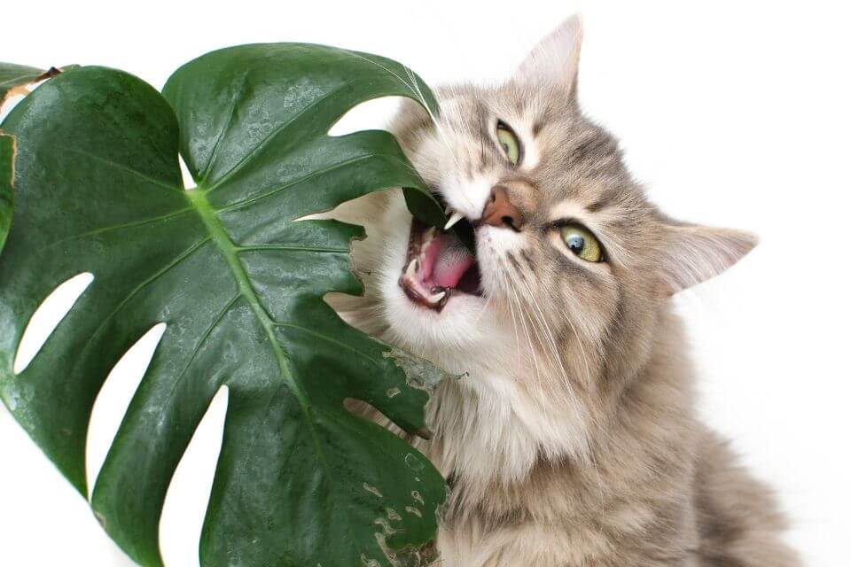 List Of Popular House Plants That Are Toxic To Cats & Dogs