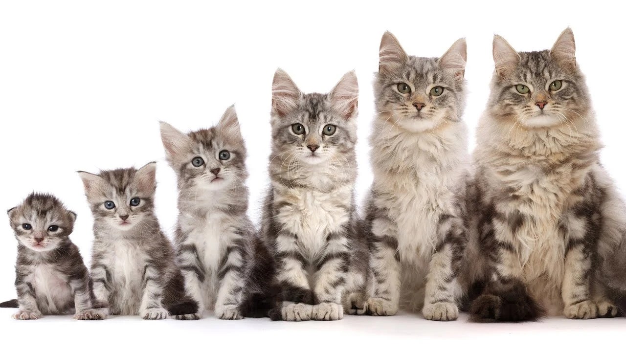 "مراحل رشد بچه گربه" از هفته اول تا بلوغ + ویدیو رشد گربه