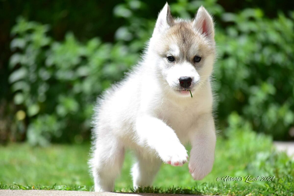 Junger süsser Hisaris_Land_Siberian Husky sucht ein