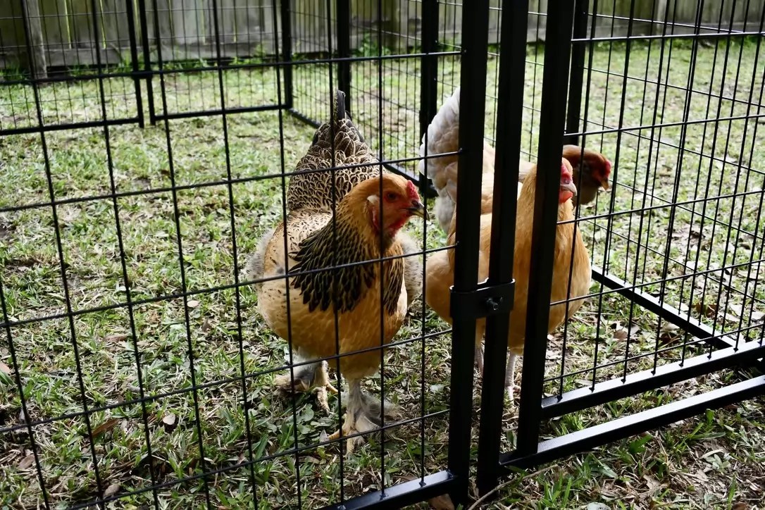 6ft H x 5ft W x 10ft D Welded Steel Kennel Kit Pet Kennels, Crates