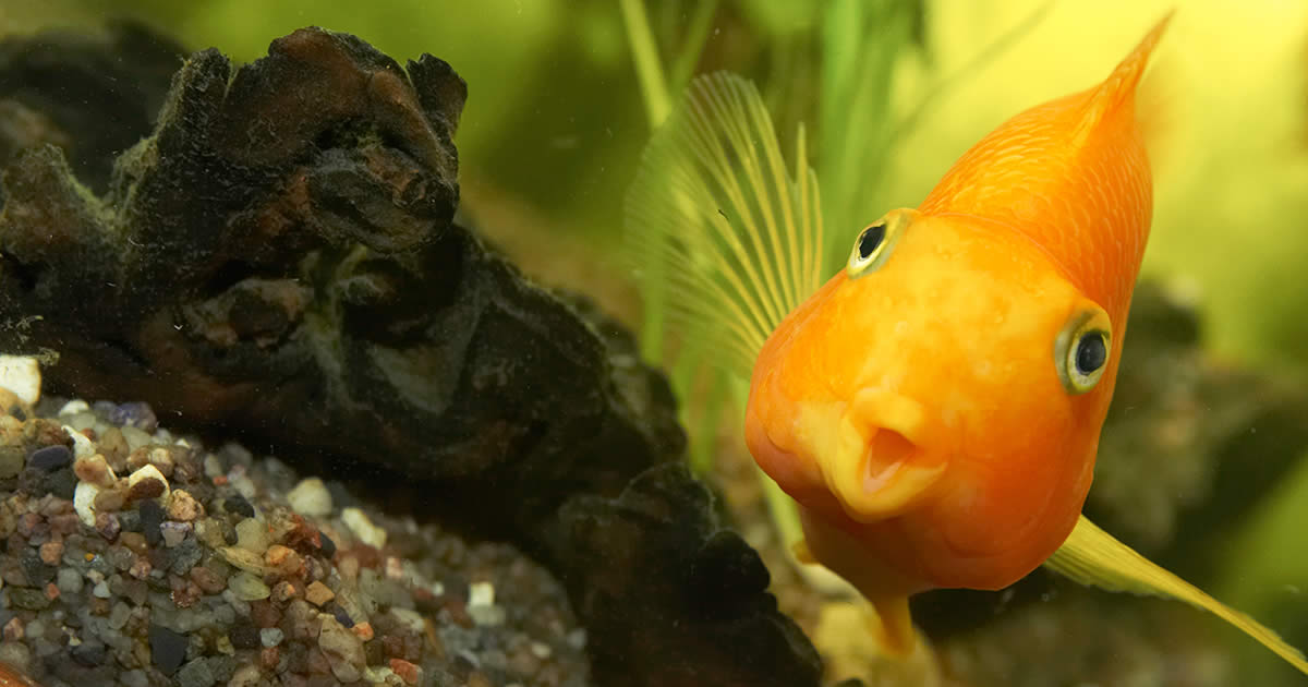 200 Most Popular Pet Fish Names (100 Boy & 100 Girl)