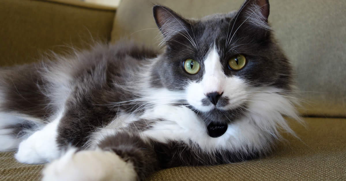If the kittens are not gaining weight and are instead losing weight, we recommend calling a vet right away. Cats and Kittens - Petset.com