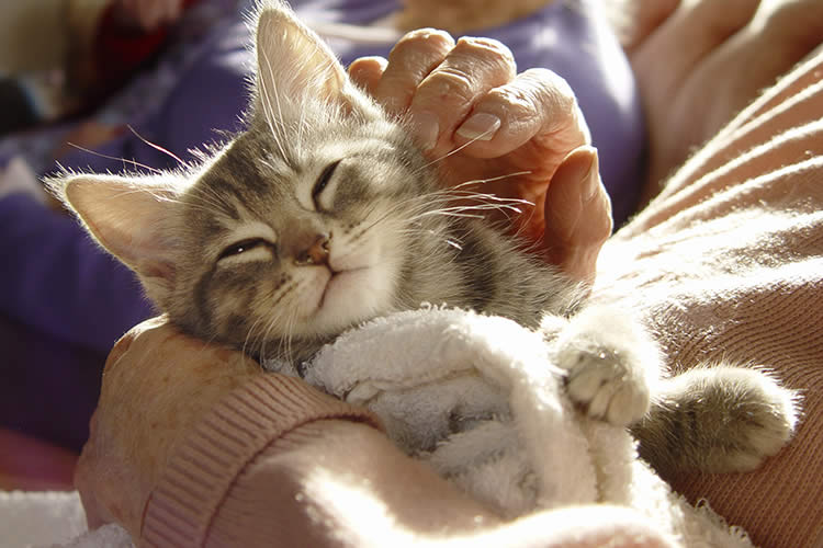 Why Do Cats Like to Sleep With You?