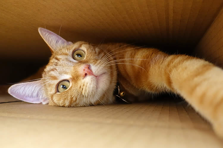 Why Do Cats Like Boxes and Bags?