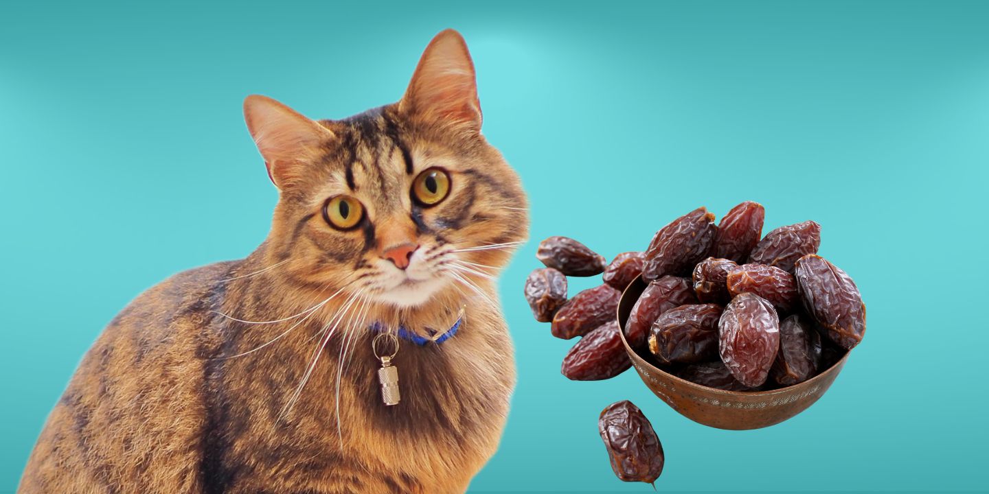 Can Cats Eat Dates? A Comprehensive Guide