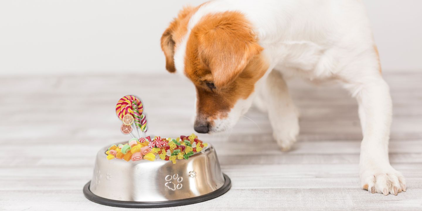 Can Dogs Eat Candy? Why You Should Avoid That