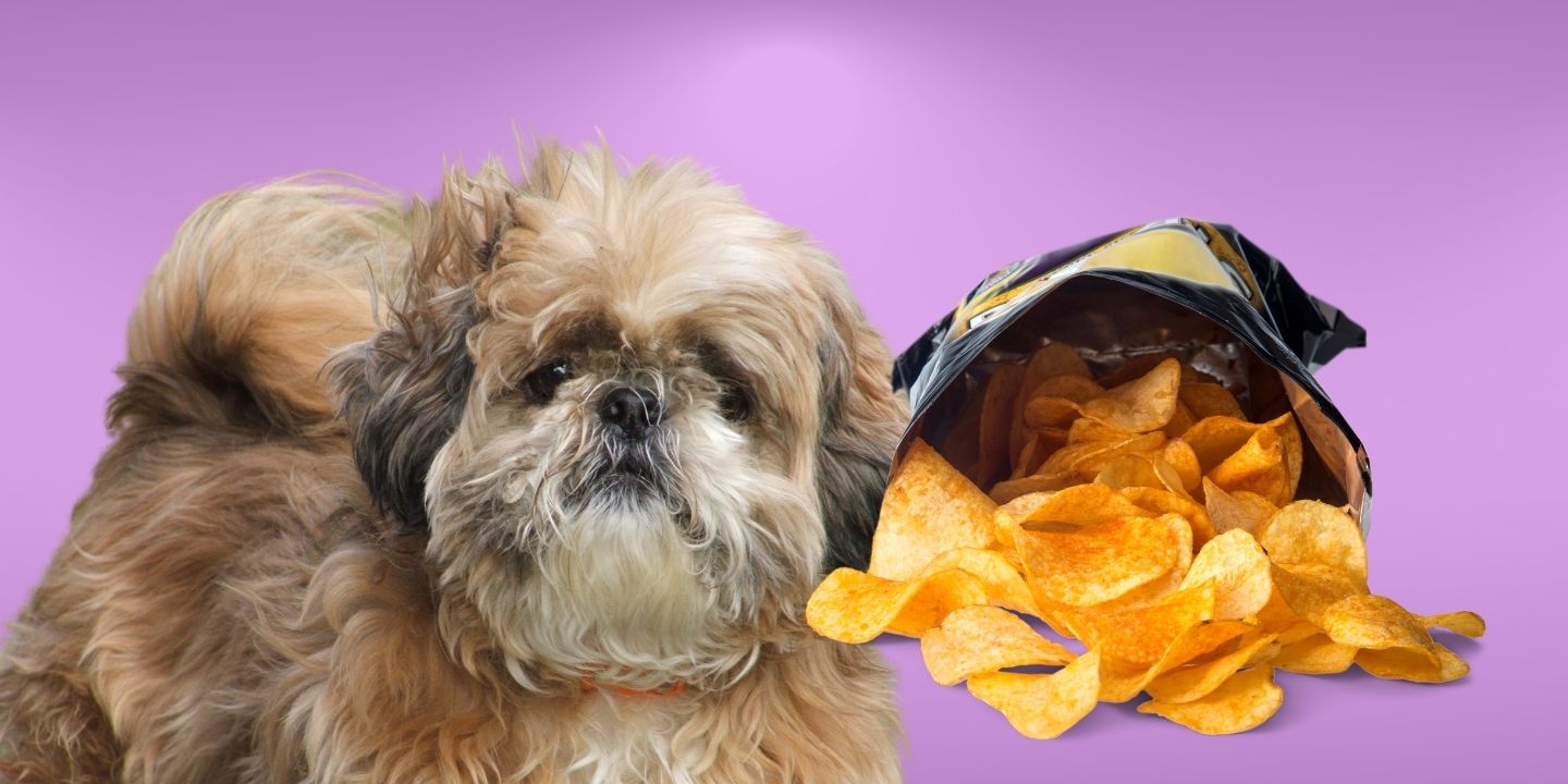 Can Dogs Eat Chips? Why You Should Avoid That