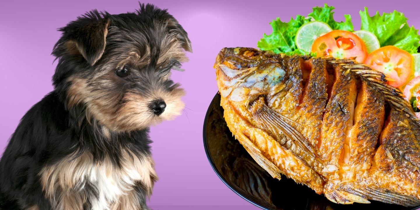 Can Dogs Eat Canned Tuna? A Comprehensive Guide