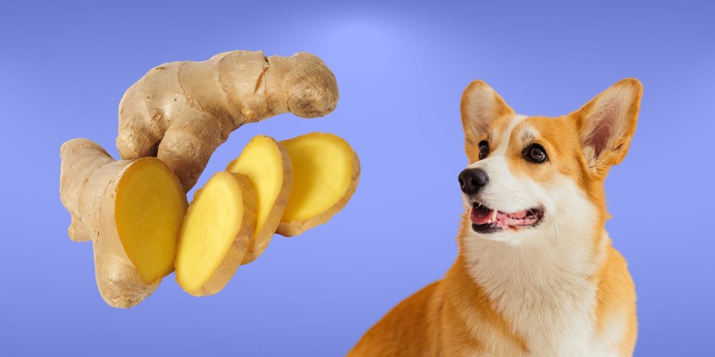 Can Dogs Eat Ginger? Safety and Benefits