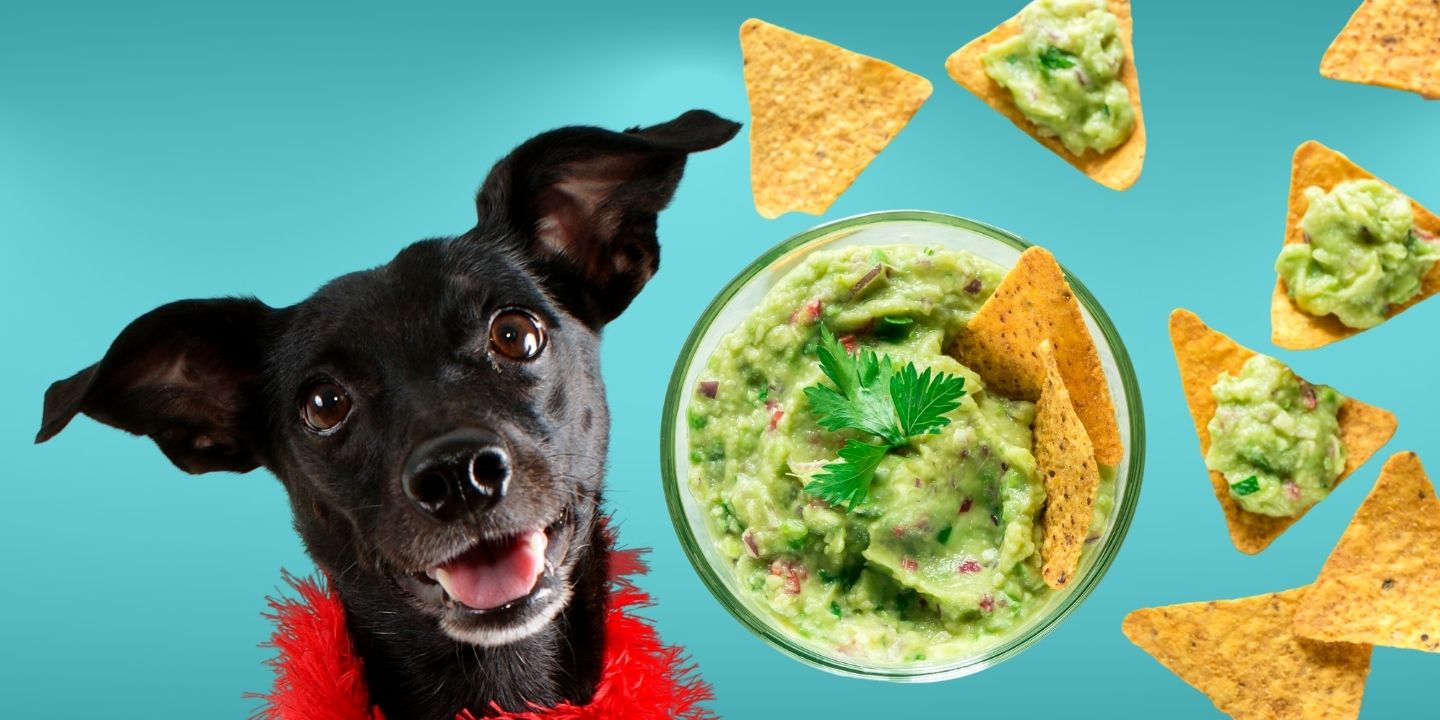 Can Dogs Eat Spaghetti Sauce? The Risks And Dangers