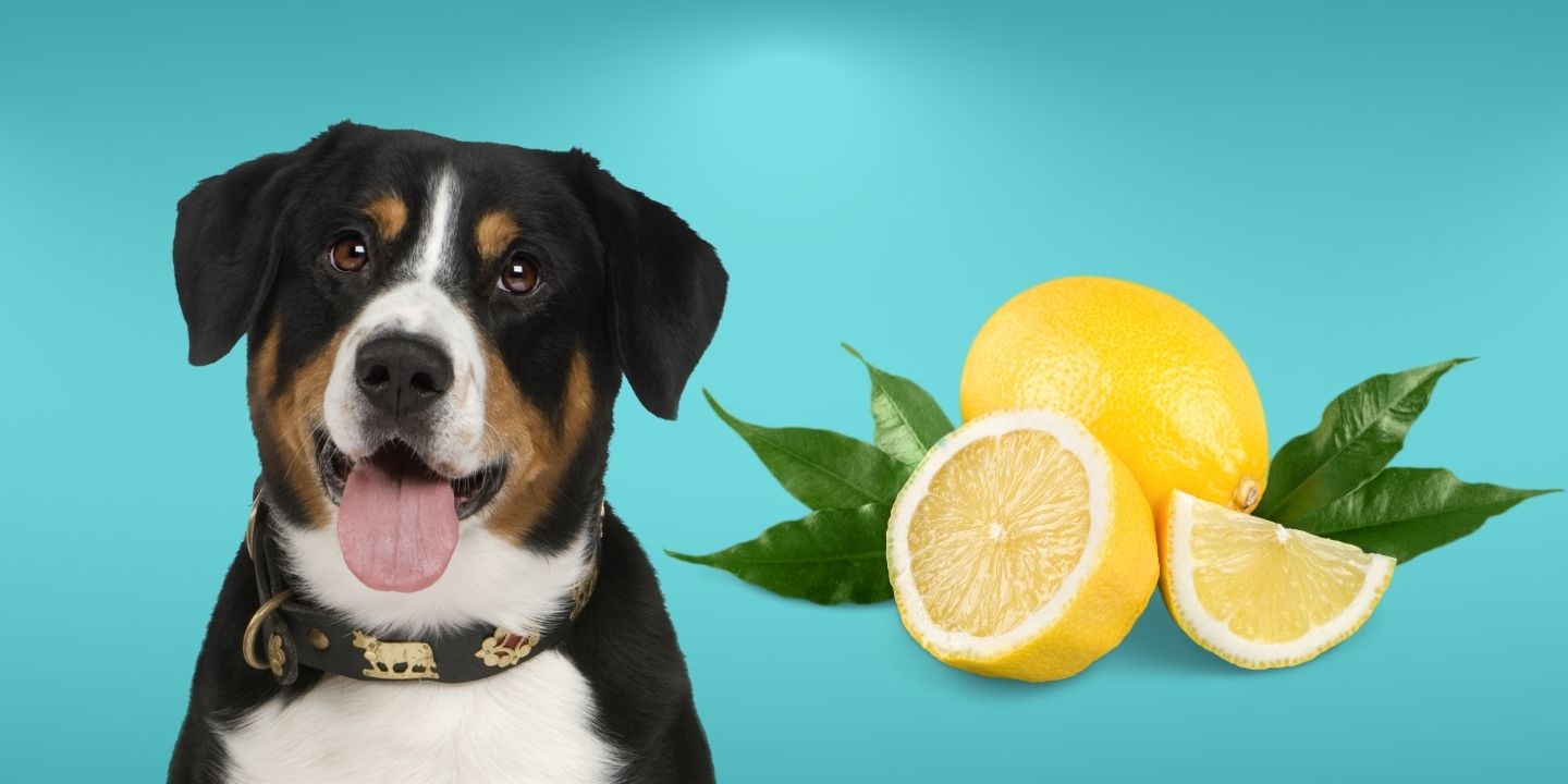 Can Dogs Eat Lemons? A Comprehensive Guide