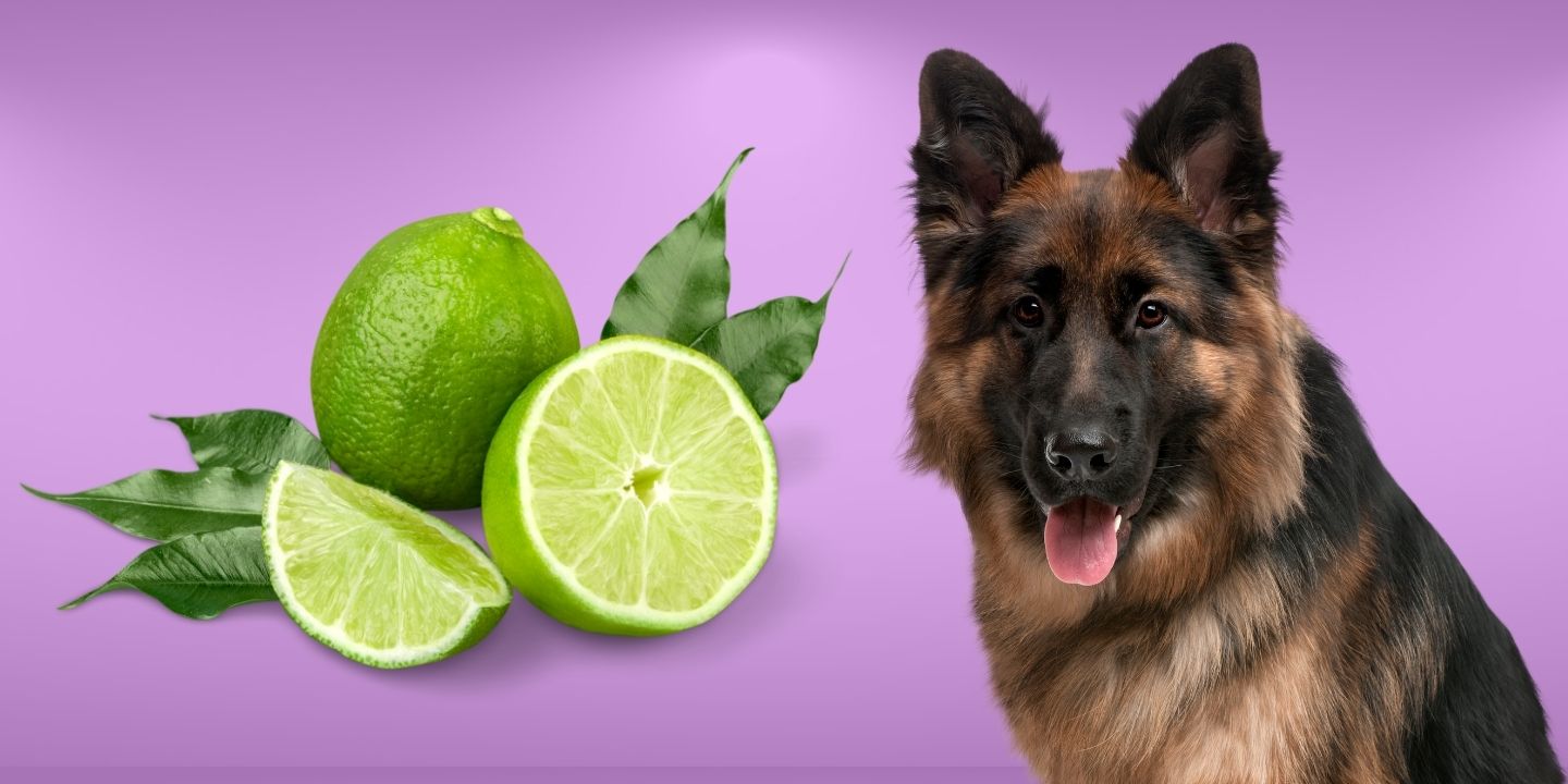 Can Dogs Eat Lime? The Risks And Dangers