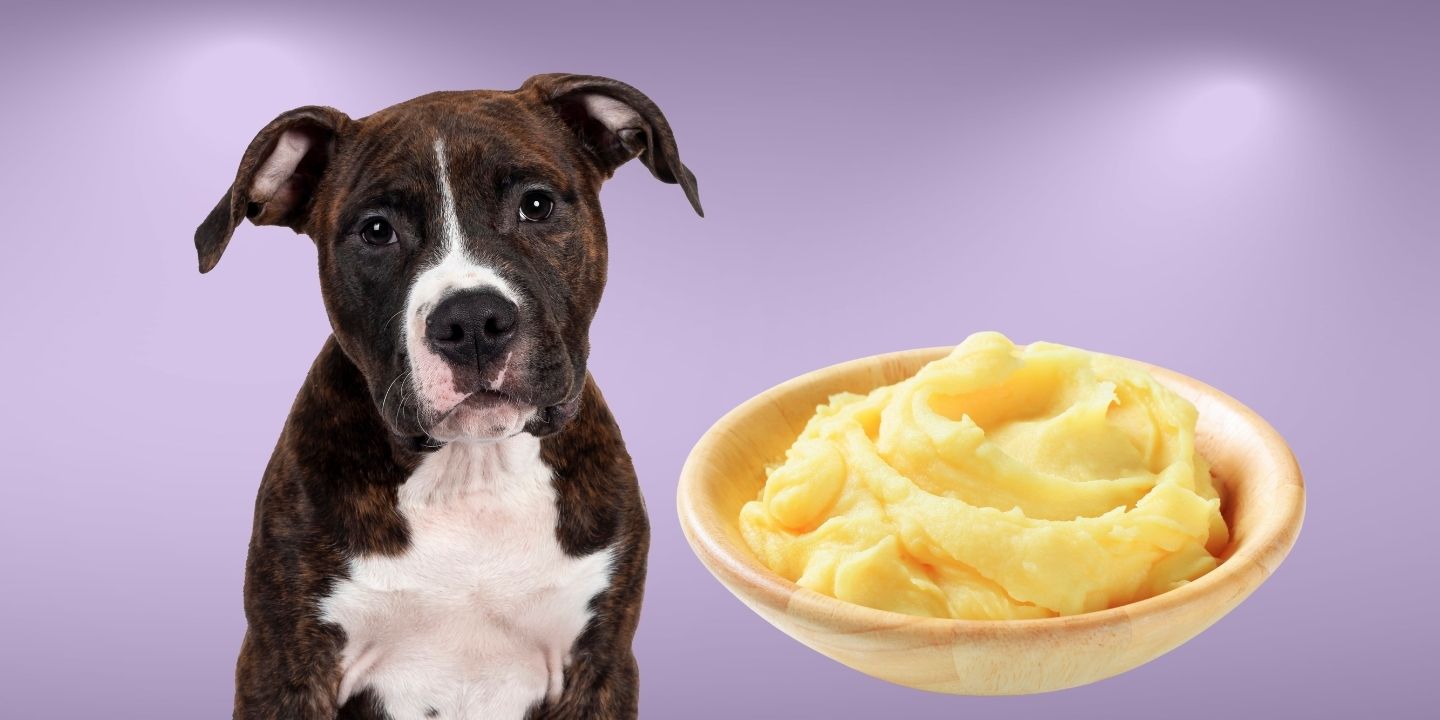 Can Dogs Eat Mashed Potatoes? The Risks and Benefits