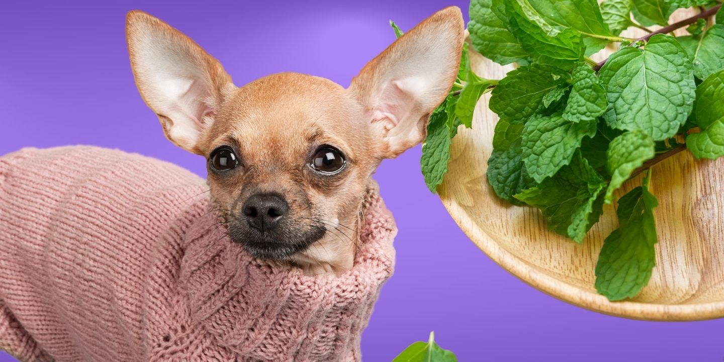 Can Dogs Eat Mint? A Comprehensive Guide