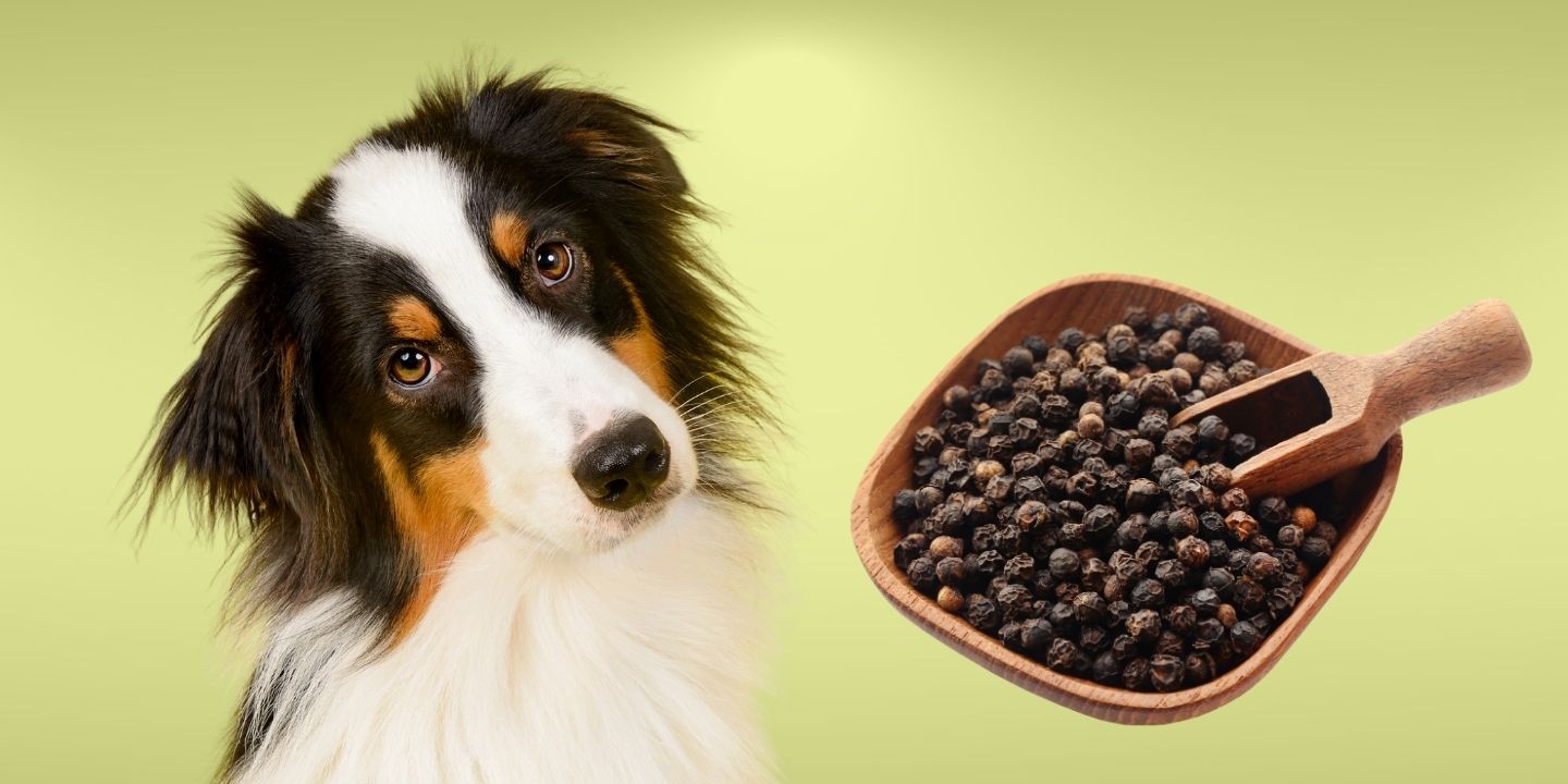 Can Dogs Eat Pepper? The Risks And Dangers