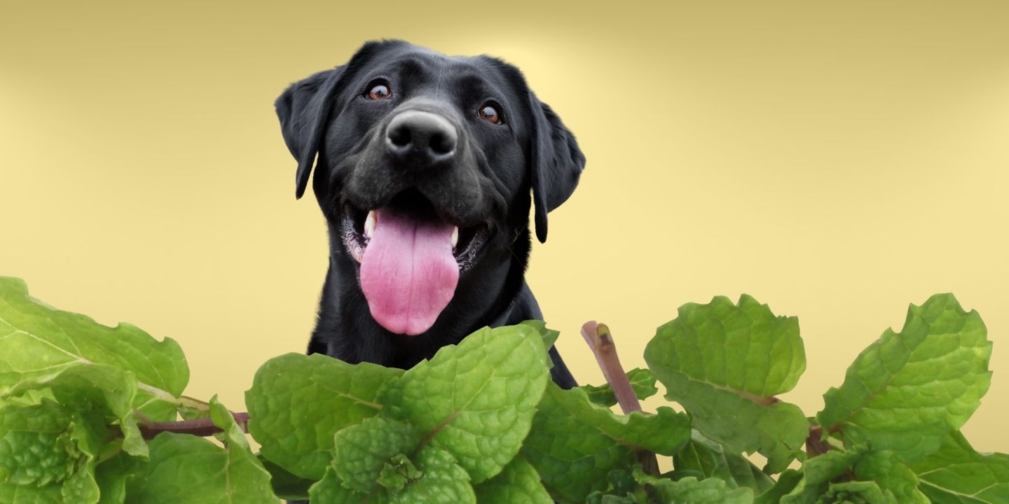 Can Dogs Eat Peppermint? A Comprehensive Guide