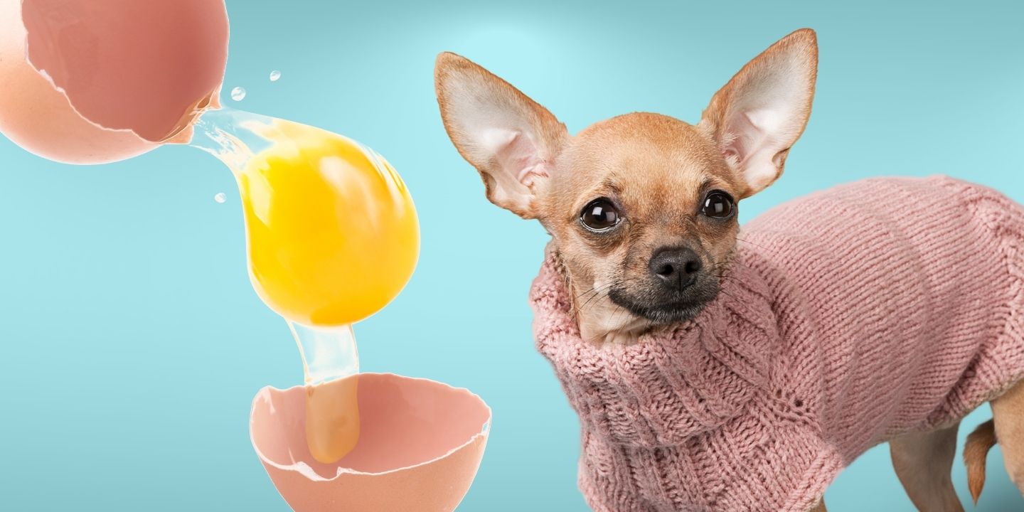 Can Dogs Eat Raw Eggs? The Pros and Cons