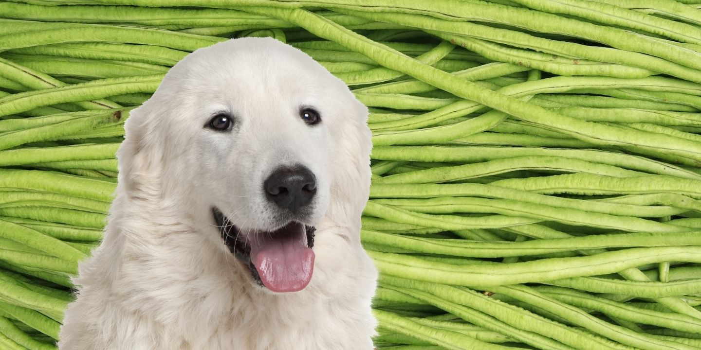 Can Dogs Eat String Beans? The Dos and Don'ts