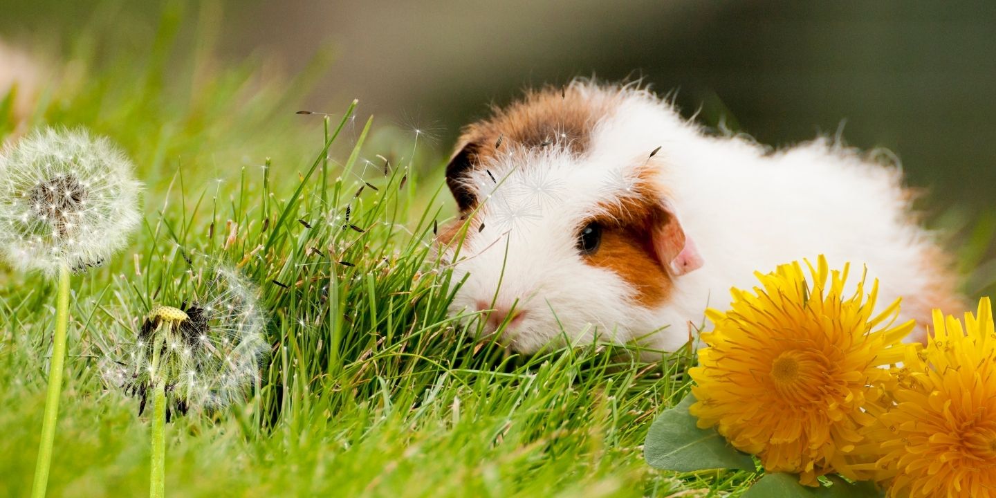 Can Guinea Pigs Eat Dandelions? A Comprehensive Guide