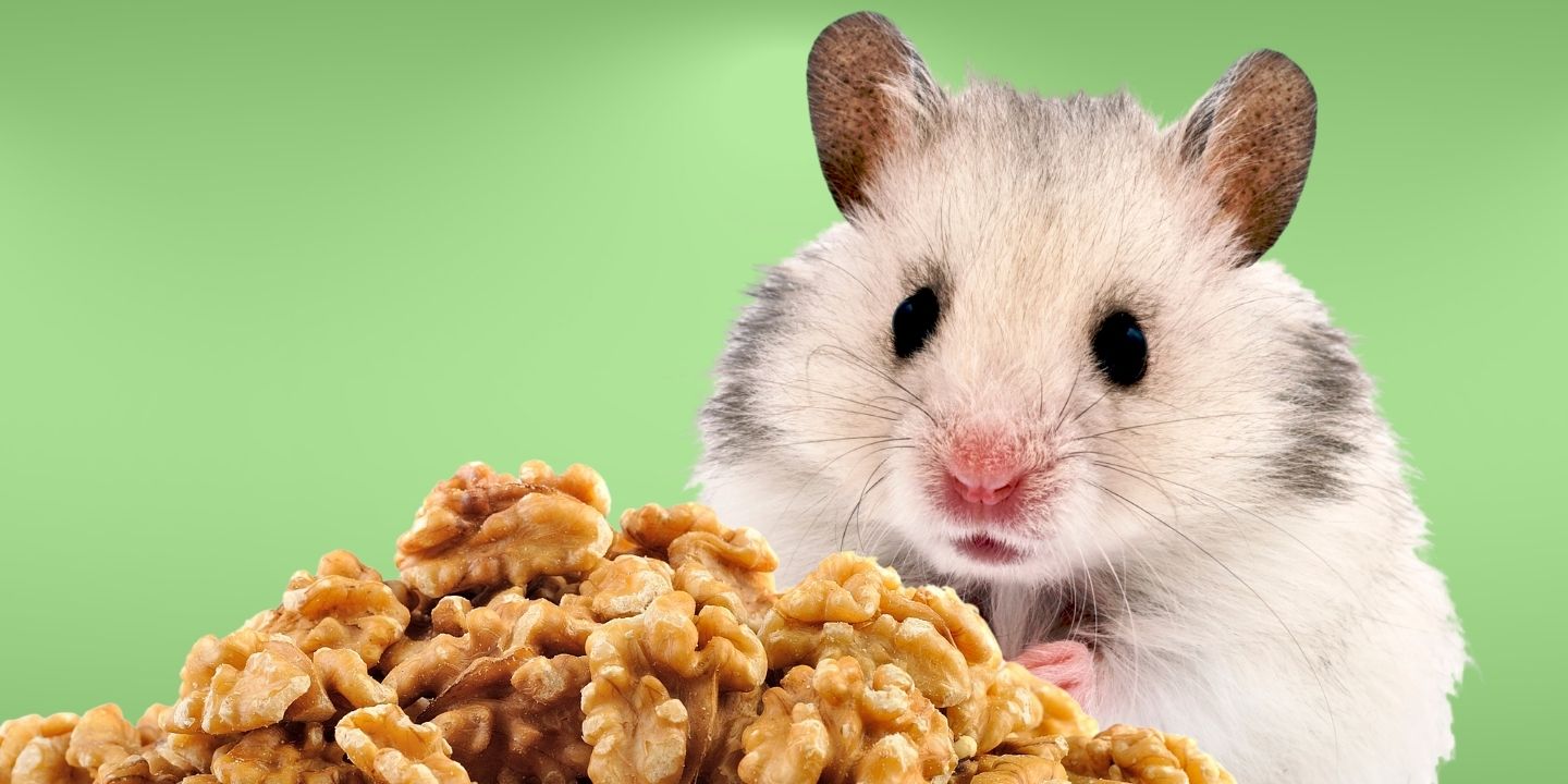 Can Hamsters Eat Walnuts? Read Before You Feed