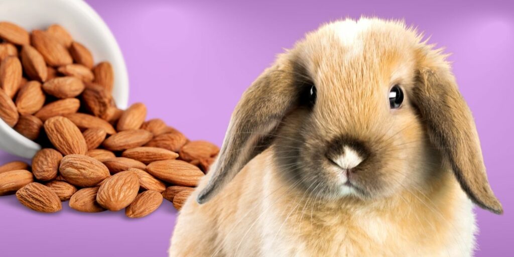 Can rabbits eat nuts? A comprehensive guide