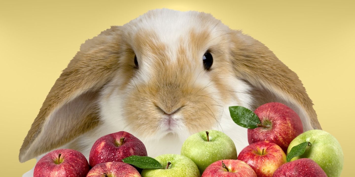 Can Rabbits Eat Apples? The Benefits and Risks